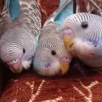 مرغ عشق دستی