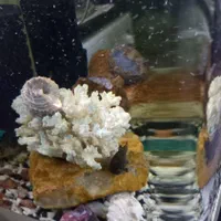 اِکواریوم باتمامیلوازم لوکسوماهی|ماهی|تبریز, |دیوار