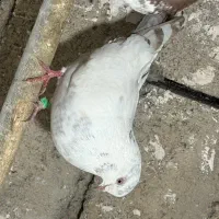 کفتر پرشی|پرنده|قره قوین, |دیوار