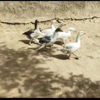 غاز قو