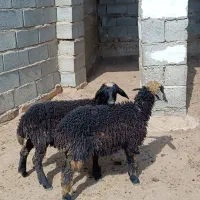 2راس بره نر و ماده دوقلو