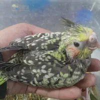 طوطی عروس سرلاکی رنگ لوتینو و ابلغ مرواریدی