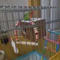 طوطی برزیلی نر|پرنده|چهاردانگه (تهران), |دیوار