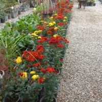 همسفر هرمز|فعالیت داوطلبانه|بابل, |دیوار