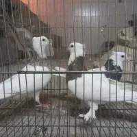 کفتر کبوتر طوقی