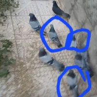 سبز پر بپر