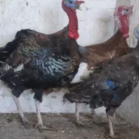 بوقلمون نر و نژاد بوربون، و ماده تخم گذار