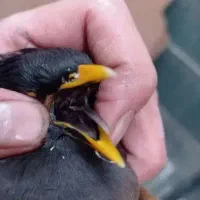 جفت مرغ مینا|حیوانات|یزد, |دیوار