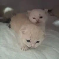 بچه گربه های بریتیش اسکاتیش