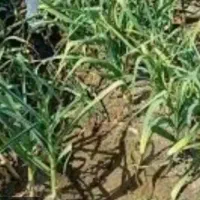 اجاره-3-هکتار-زمین-زراعی-برای-کشت-دوم-بادام-زمینی