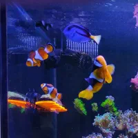 انواع اکواریوم،تجهیزات شور و شیرین|ماهی|کرمانشاه, |دیوار