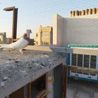 کبوترطوقی هفت رنگ نر|پرنده|شهریار, شهرک وائین|دیوار