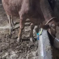 گاوه شیری|حیوانات مزرعه|مشگین شهر, |دیوار