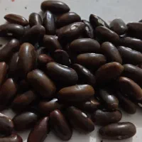 بذر لوبیا سبز