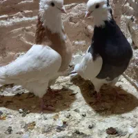 یک جفت طوقی