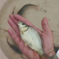 بچه ماهی، کپور طلایی تاتا