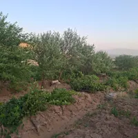 باغ انگور