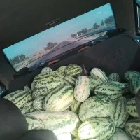 هندونه چیتک زابل