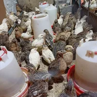 جوجه مرغ خروس بلدرچین|حیوانات مزرعه|کرج, اخترآباد|دیوار