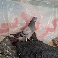 کفتر اصفهانی