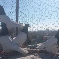 کبوتر کله ای عتیقه