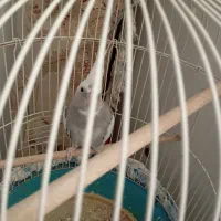 فروش عروس هلندی .|پرنده|کهک, |دیوار