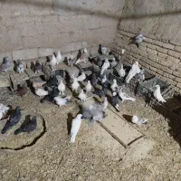 کبوتر فروشی|پرنده|مهریز, |دیوار