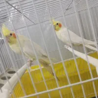 جفت عروس هلندی لوتینو با قفس، معاوضه با تلویزیون