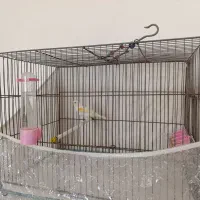 جفت|پرنده|کرمانشاه, |دیوار