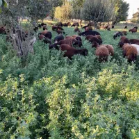 چوپان برای گوسفند
