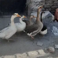 غاز  خانگی سر حال سالم تخمی