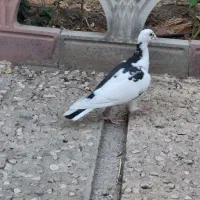 کفتر رنگی آلمانی|پرنده|مشهد, دانشجو|دیوار