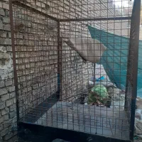 بودی|موتورسیکلت|اهواز, گلدشت|دیوار