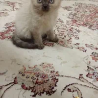 گربه بیریتیش