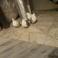 دوکت...خوشونه