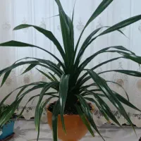 گل طبیعی پاندانوس زیبا