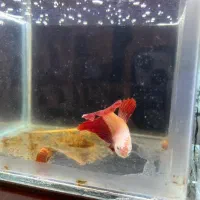 فایتر ماده هافمون|ماهی|تهران, آبشار|دیوار