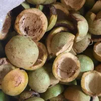 پوست گردو تر|خوردنی و آشامیدنی|شیراز, شهرک بهار|دیوار