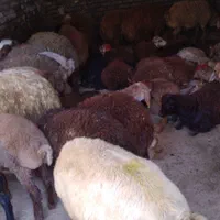 گوسفند زنده عبدی