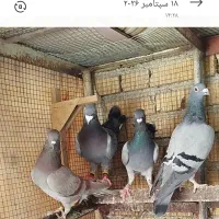کبوتر سبز