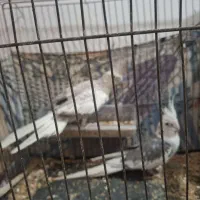 پرنده عروس هلندی