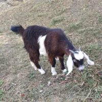 چپیش چال