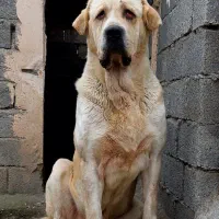 سگ توله پژدر جهت‌جفت‌گیری