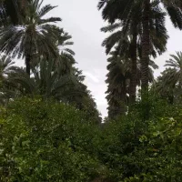 باغ نیم هکتار.با تمام امکانات.