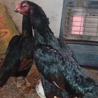 دوعدد مرغ لاری اصیل افغانی درحال تخم