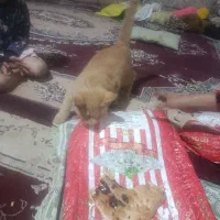 بچه گربه