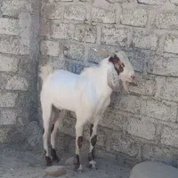 گوشت تروشت هر کی خواست در خدمتم