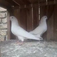 کفتر کبوتر پرشی