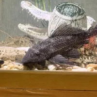 ماهی لجن خوار