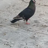 جفت سبزوپلنگ ومینا نر